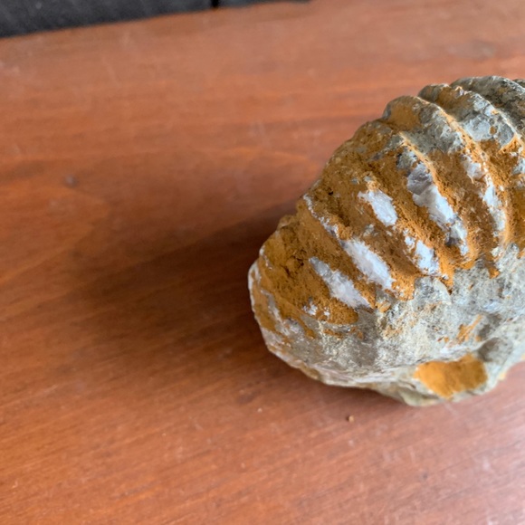 Ammonite Fossil from Morocco. - Picture 6 of 11